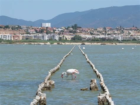 Un flamenc a l'estany de Quartu